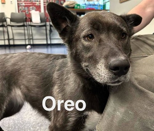 Oreo