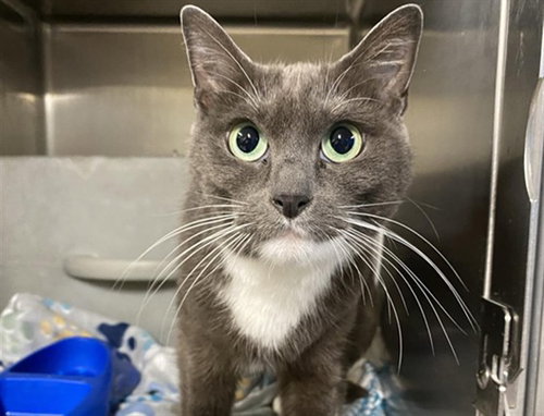 picture of the cat needing adoption