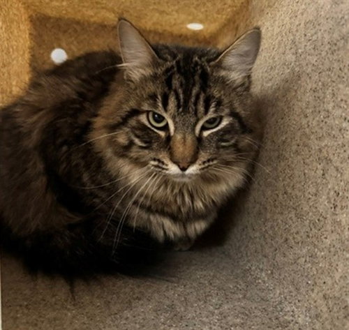 picture of the cat needing adoption