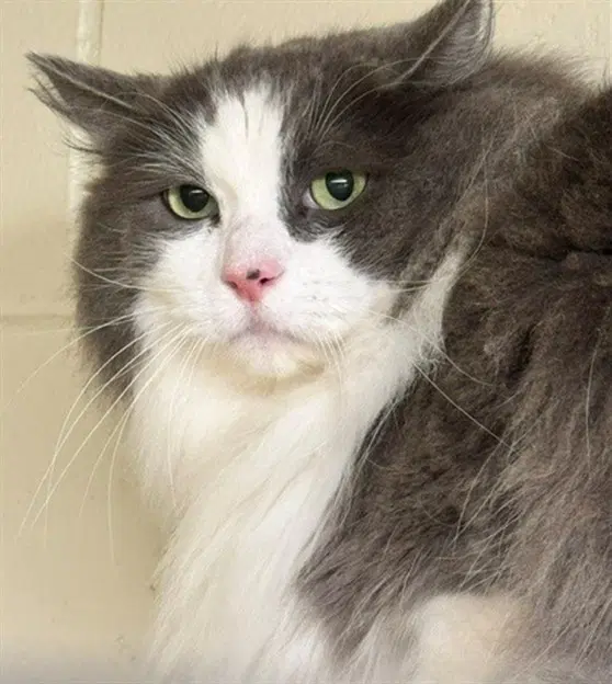 Nimbus - Domestic Medium Hair