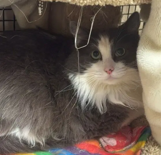 Nimbus - Domestic Long Hair