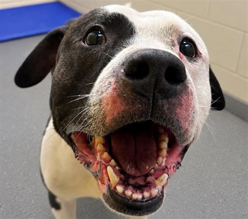 picture of the dog needing adoption