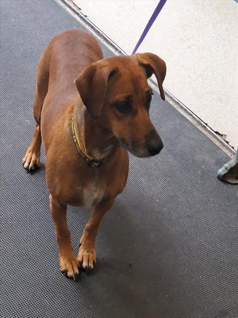 picture of the dog needing adoption