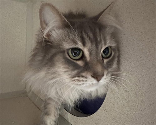 picture of the cat needing adoption