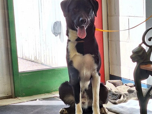 picture of the dog needing adoption