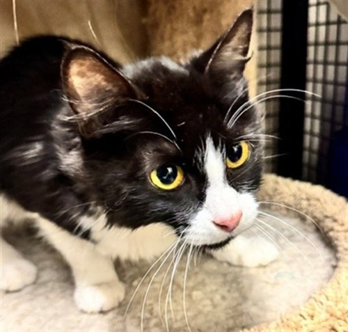 picture of the cat needing adoption