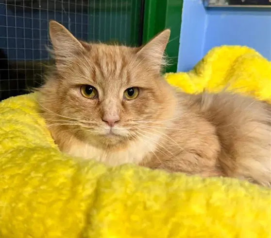 Emmy - Domestic Long Hair