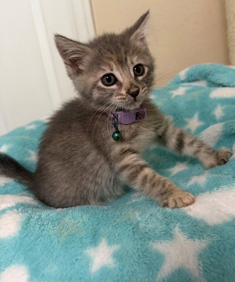 picture of the cat needing adoption