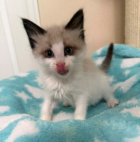 picture of the cat needing adoption