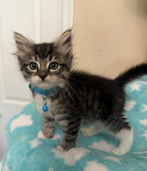 picture of the cat needing adoption
