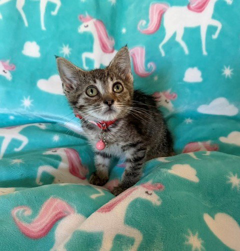 picture of the cat needing adoption