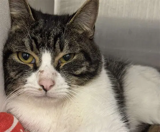 Preston - Domestic Short Hair