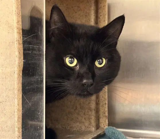 Jimmy - Domestic Short Hair
