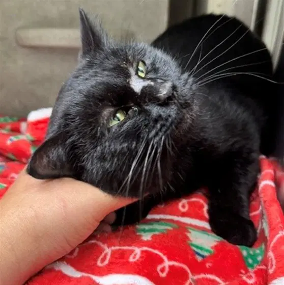 Clint - Domestic Medium Hair