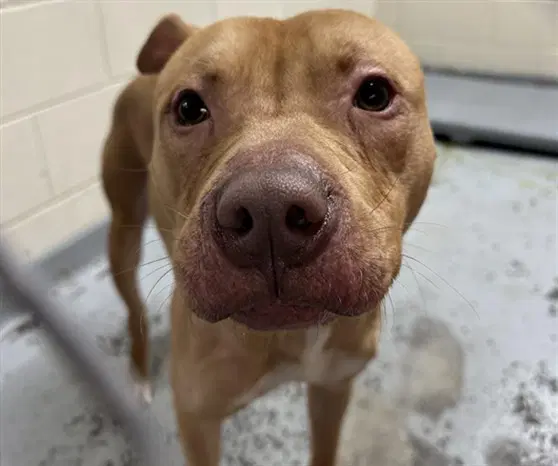Arnold - Pit Bull Terrier