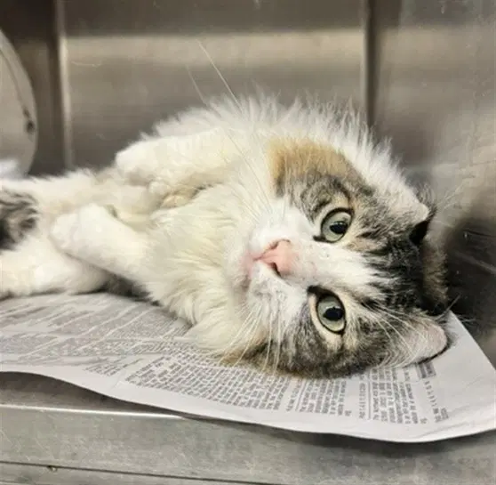 Yogi - Domestic Long Hair