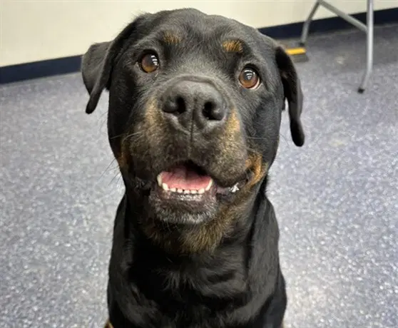 Halo - Rottweiler