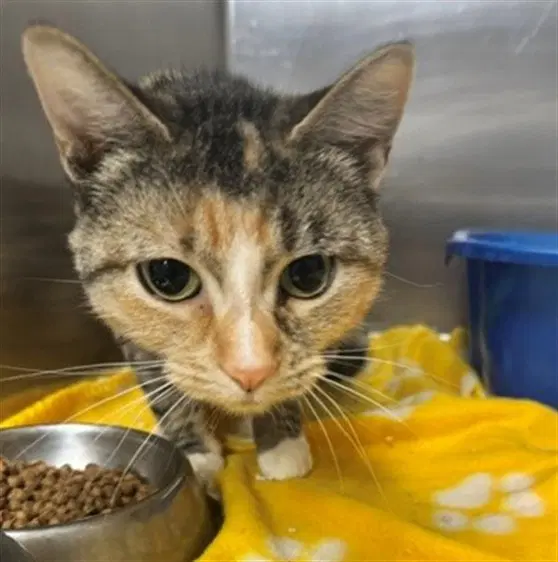 Jammy - Domestic Short Hair