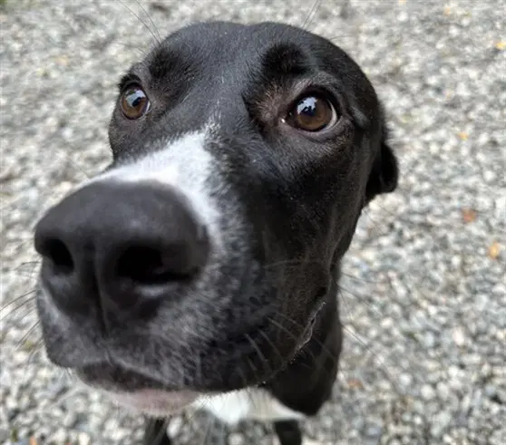 Luna - Mastiff