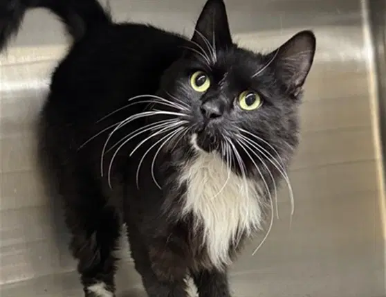 Ricky - Domestic Medium Hair