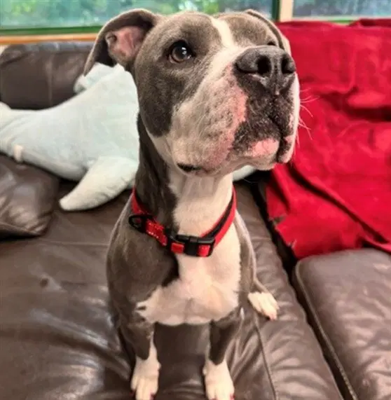 Almond - Pit Bull Terrier