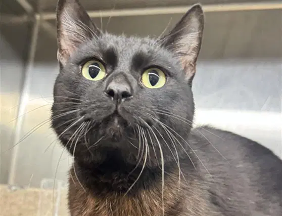 Milkshake - Domestic Short Hair