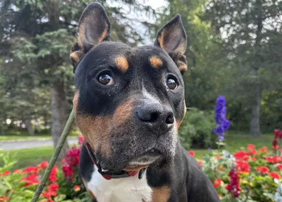 Von - American Bulldog