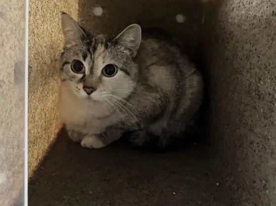 Elsa - Domestic Short Hair