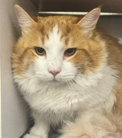 picture of the cat needing adoption