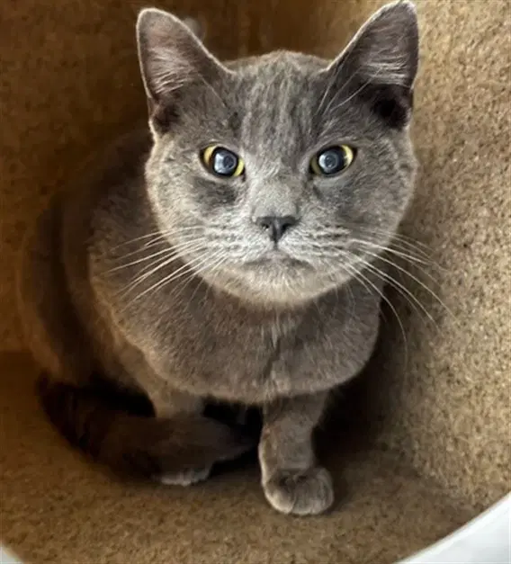 Bootsie - Domestic Short Hair