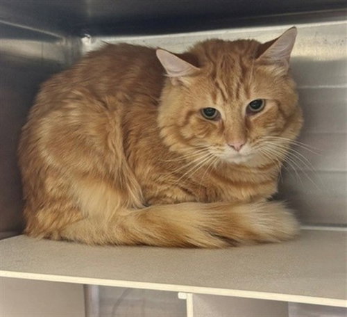 picture of the cat needing adoption