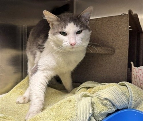 picture of the cat needing adoption