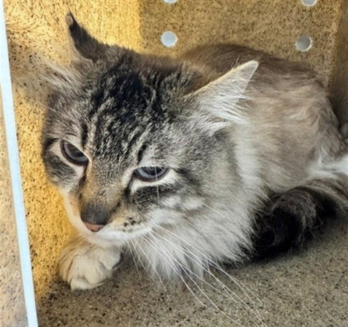 picture of the cat needing adoption
