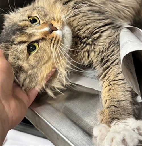 picture of the cat needing adoption
