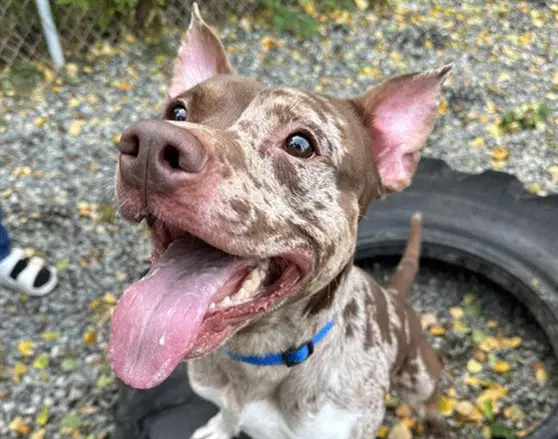 Kanye - Pit Bull Terrier