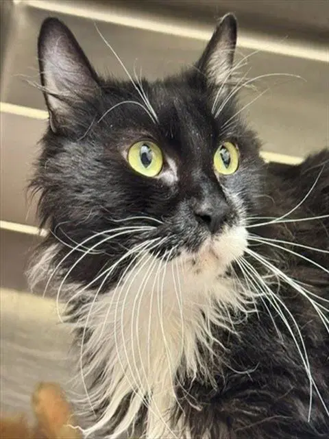 Jethro - Domestic Long Hair