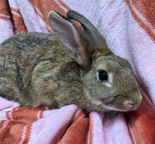 SHAGGY, a rabbit for adoption from Anchorage Animal Care and Control