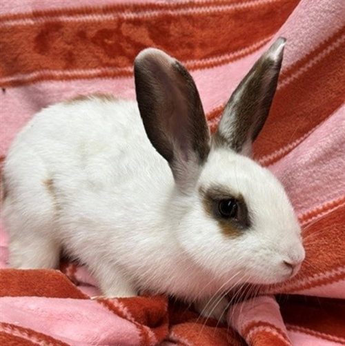 PLUTO, a rabbit for adoption from Anchorage Animal Care and Control