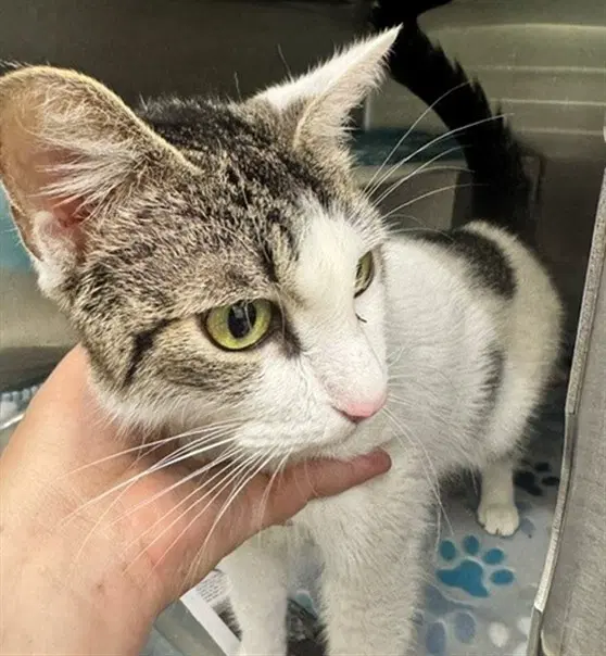 Tuna Melt - Domestic Short Hair
