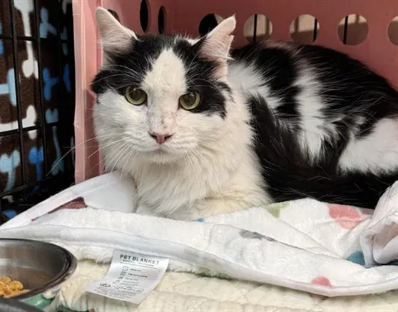 Cubano - Domestic Medium Hair