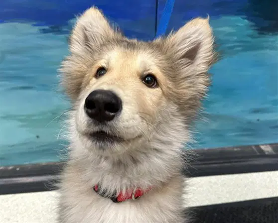 Bandit - Alaskan Malamute