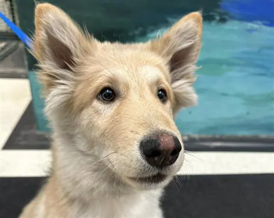 Rascal - Alaskan Malamute