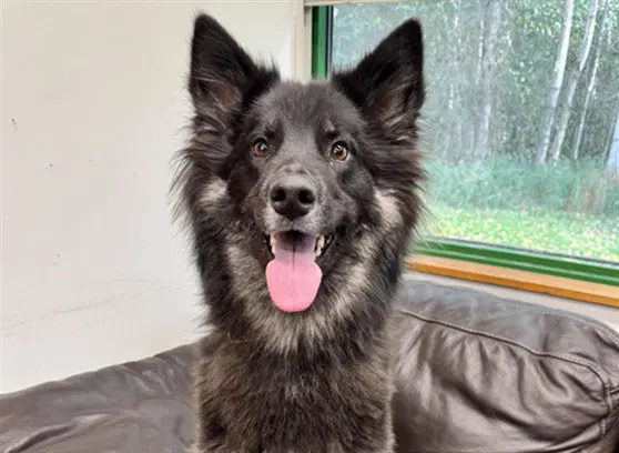 Rosie - German Shepherd Dog