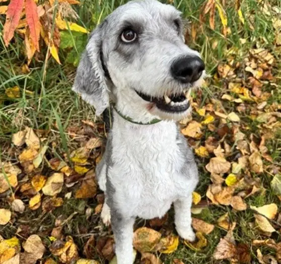 Daisy - Poodle (Standard)