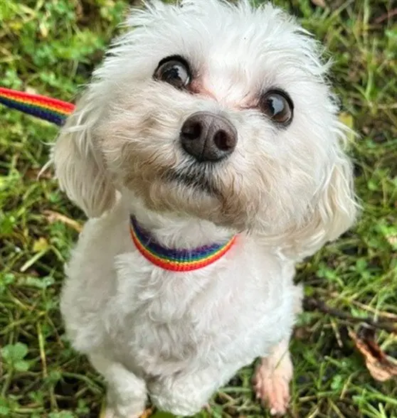 Duke - Maltese