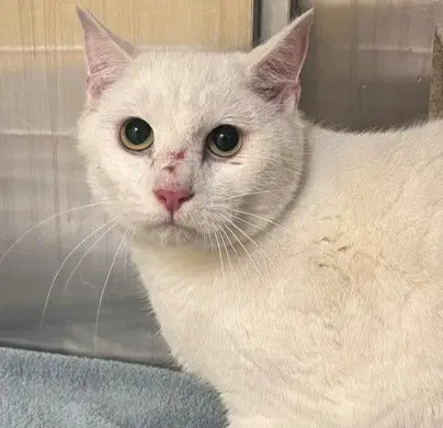 Powder - Domestic Short Hair