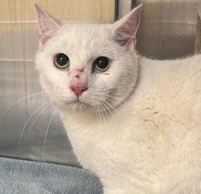 POWDER, a cat for adoption from Anchorage Animal Care and Control