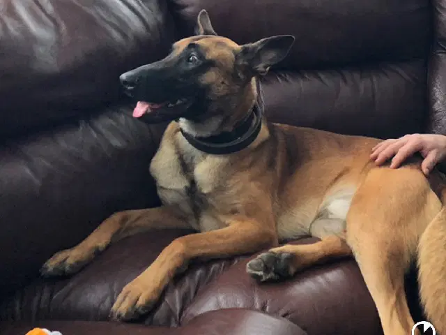 Spike - Belgian Shepherd Malinois