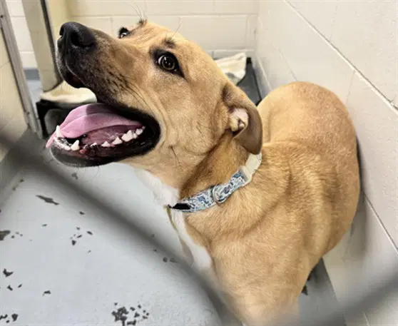 Lulu - Labrador Retriever