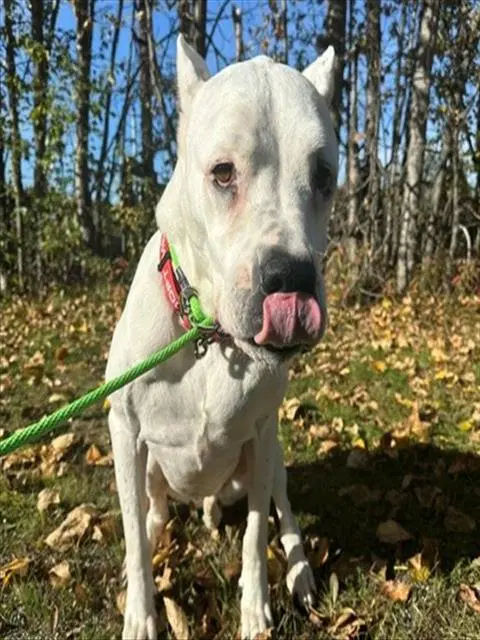 Ely - Dogo Argentino